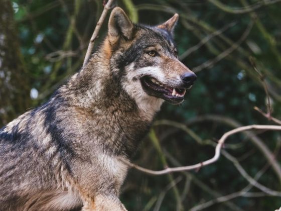 Profitieren unsere Almen vom neuen Jagdgesetz? | Tirol, Niederösterreich, Kärnten