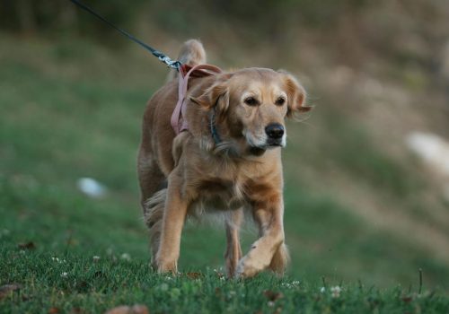 Gehen unsere Almen vor die Hunde?