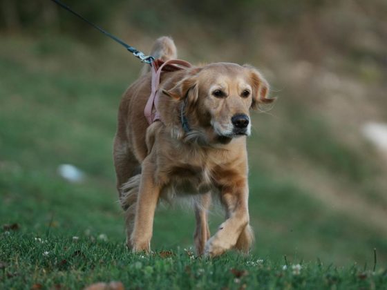 Gehen unsere Almen vor die Hunde?
