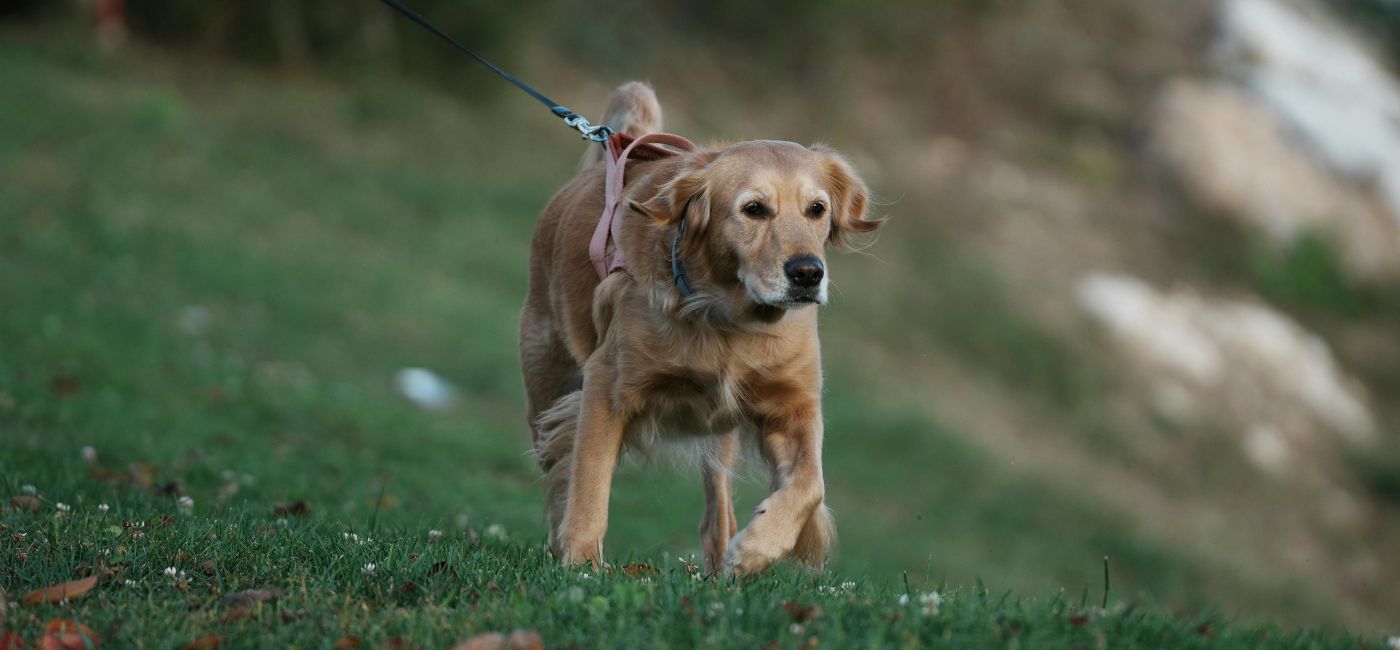 Gehen unsere Almen vor die Hunde?