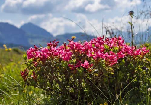Von Alpenrose bis Enzian: Diese Pflanzen prägen die Alm im Sommer