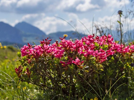 Von Alpenrose bis Enzian: Diese Pflanzen prägen die Alm im Sommer