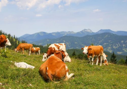 Hitzewelle: Auch heimische Almen sind im Hitzestress