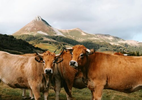 Literarische Almschmankerl: Über die Alm – Alpine Lebensräume zeitgemäß bewirtschaften