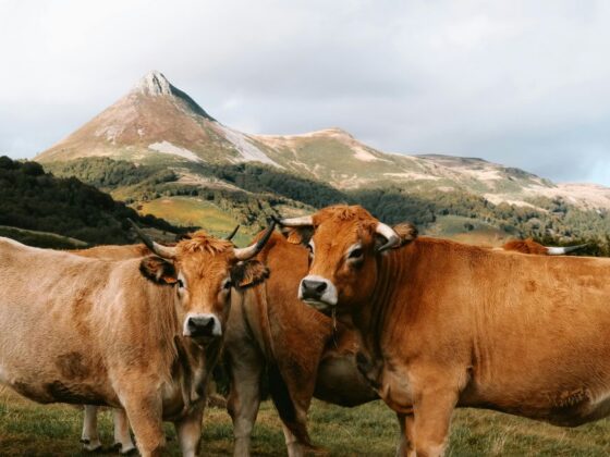 Literarische Almschmankerl: Über die Alm – Alpine Lebensräume zeitgemäß bewirtschaften