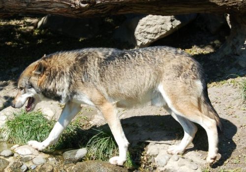 Neue Studie zeigt, dass Hirten die Rückkehr des Wolfs mehrheitlich kritisch sehen