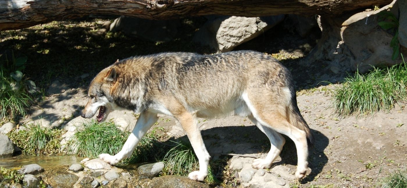 Neue Studie zeigt, dass Hirten die Rückkehr des Wolfs mehrheitlich kritisch sehen