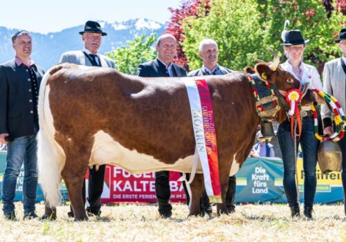 Eine Kuh mit Geschichte: Das Tux-Zillertaler Rind ist immaterielles Kulturerbe