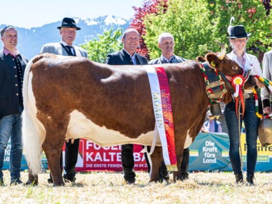 Eine Kuh mit Geschichte: Das Tux-Zillertaler Rind ist immaterielles Kulturerbe